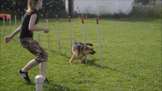 Agility training Málkov - 8.6.2016 by Klára Nováková 11,146 views 7 years ago 2 minutes, 13 seconds