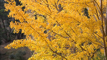 Reason Piano - Ost. Autumn in my heart