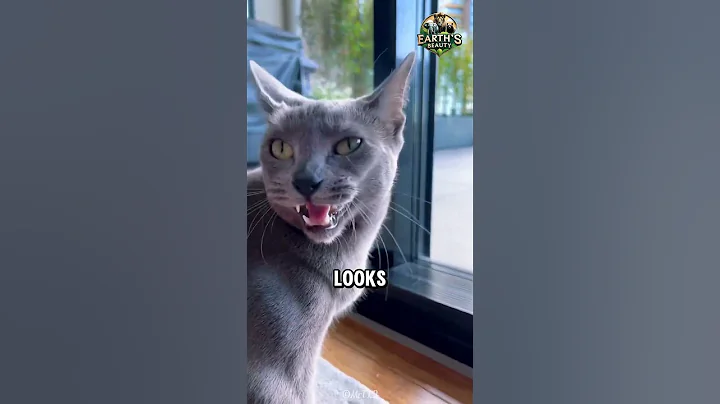 Video 8303981: russian blue cat breed, silver cat