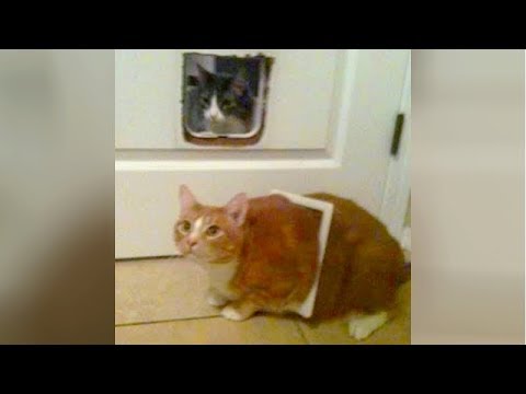 Funny CATS DESTROYING EVERYTHING on their way! - PREPARE to LAUGH SUPER HARD!