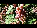 Сорт винограда"Виктория"