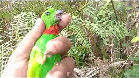 mikat serindit sore hari cuman dapat satu poin dada merah