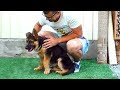 Знакомьтесь, Локки! Щенок Немецкой овчарки 3 мес. Loki. Puppy German Shepherd 3 months.