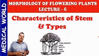 CHARACTERSTICS OF STEM &amp; TYPES | MORPHOLOGY OF FLOWERING PLANT | LECTURE 6