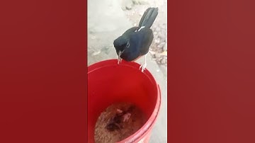 afiari alam bebas bantu saran burung apalagi bagusnya
