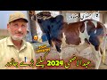 Kala maweshi mandi peshawar new update 1452024 eid ul azha bulls price 2024  khyber social tv