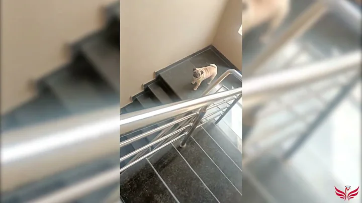 Only Pug can make us HAPPY and LAUGH - Funny and Cute Pug Puppy Videos Compilation