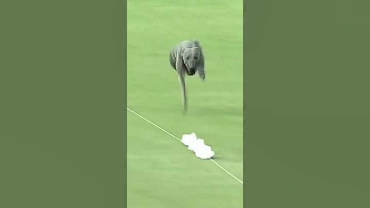 THIS DOG IS SO FAST 😱😱 #shorts