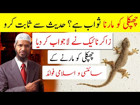 Chipkali ( Lizards ) Ko Marna Sawab Hain Hadith Say Sabit Karo Zakir Naik Nay La Jawab Kar Dia