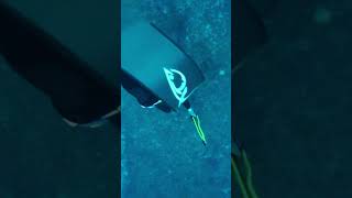 shorts fishing fishingvideo  octopus