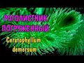 РОГОЛИСТНИК ПОГРУЖЕННЫЙ. Ceratophyllum demersum