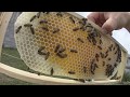 пчеловодство без вощины начало !!!
