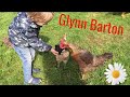 Cornwall Glynn Barton Animals  feeding chicken sheep Oscar the cat Part 2
