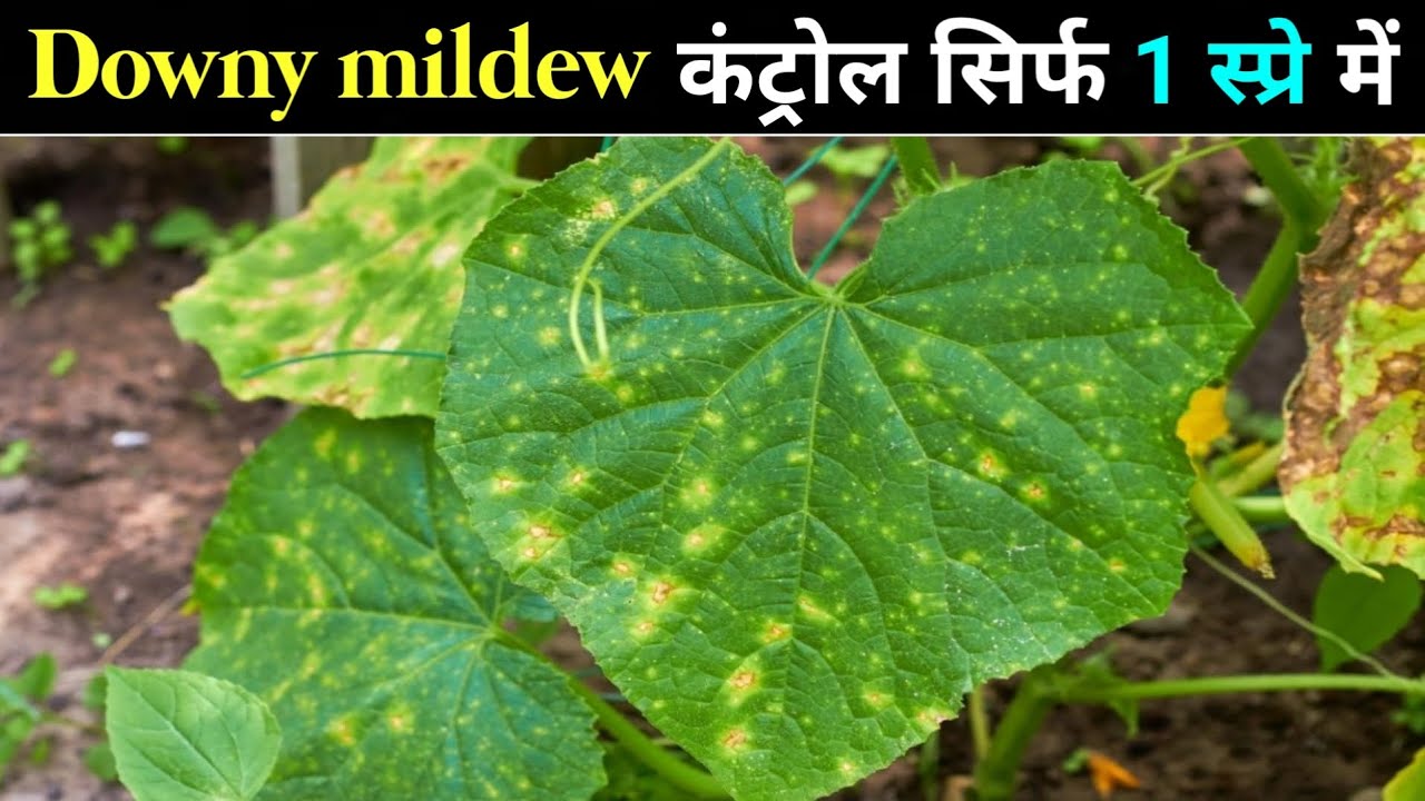 Downy mildew control fungicide || Downy mildew कंट्रोल सिर्फ 1 स्प्रे में