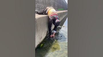 Cá Lớn - nằm sấp bắt Cá Nheo Khủng 😱 #khacthuyvlogg