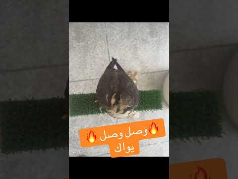صقر يواك او الياك     صقر العرب صقور 