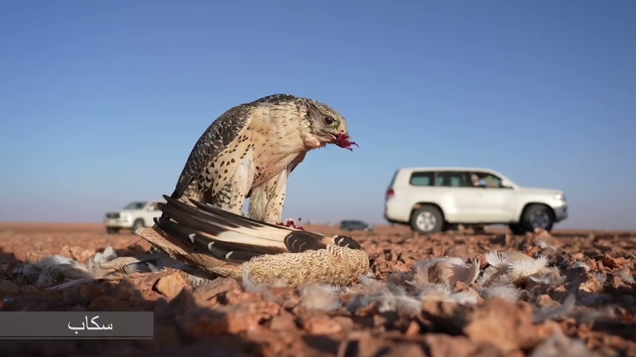 مقناص صاحب السمو الملكي الأمير عبدالعزيز بن سعود بن نايف بن عبدالعزيز آل سعود .. لعام ٢٠٢٤