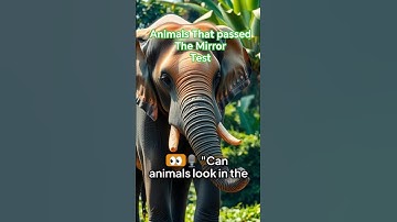 Animals That Recognize Themselves in Mirrors