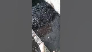 Download lagu Cara cepat memanen maggot media basah becek. Bagian 2