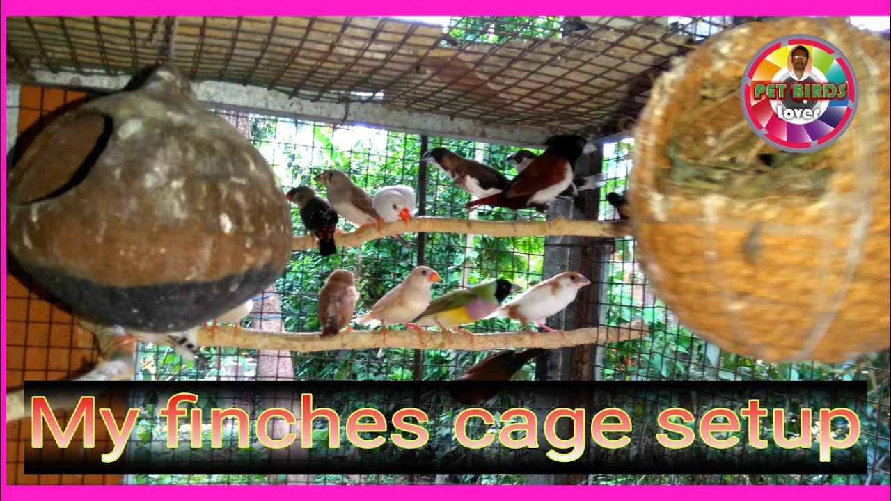 My breeding finches cage setup YouTube