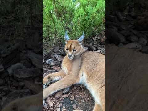 Teasing a wild