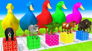 5 Giant Duck,Gorilla, Bear, Elephant, Zebra, Buffalo, Mammoth,Cow, Transfiguration funny animal 2023 by H2H Animals 3D 7,053 views 7 days ago 1 hour, 44 minutes
