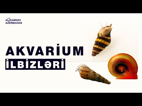 Video: Bir Akvarium Ilbizini Necə Bəsləmək Olar