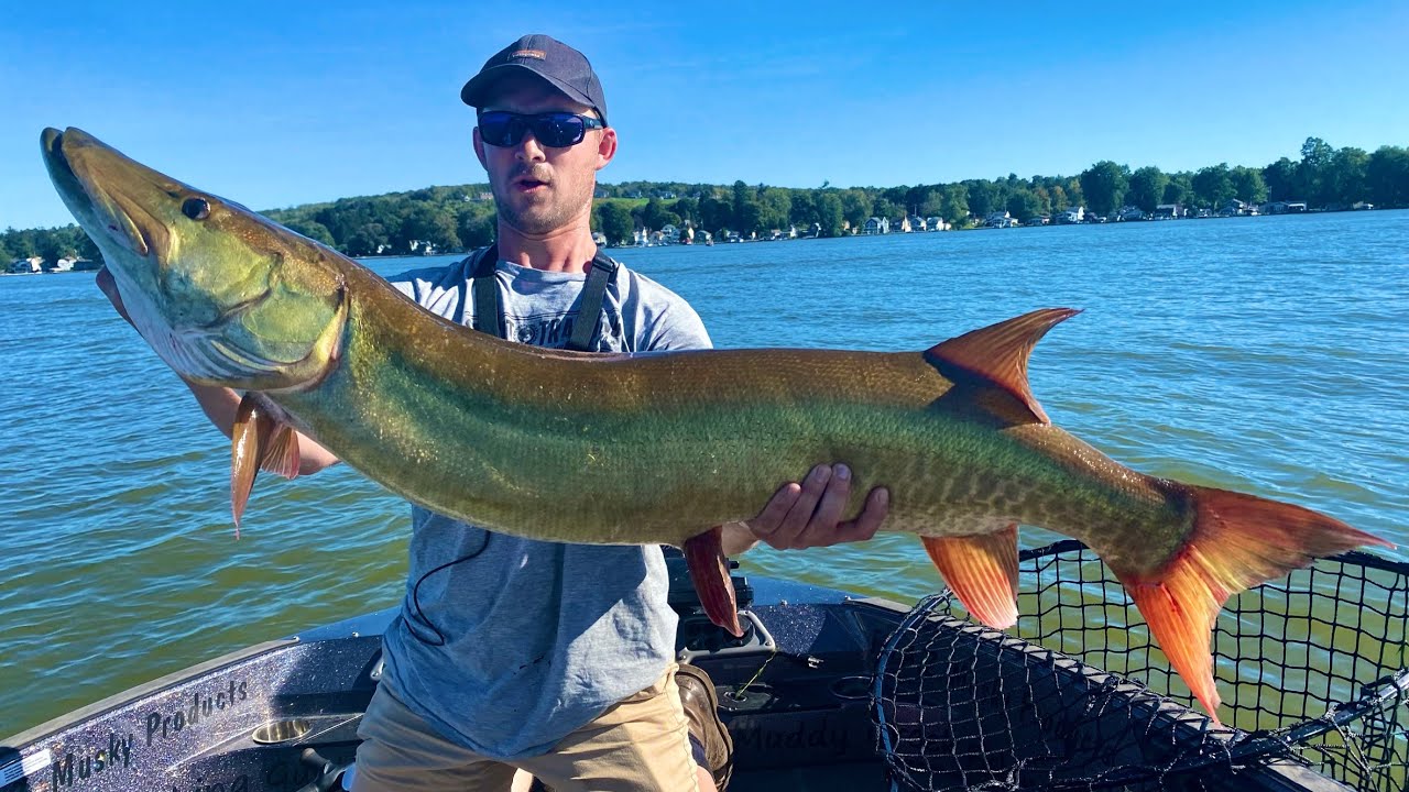 GIANT 36 lb MUSKY caught after 2 Day Grind (Chautauqua Lake, NY) 