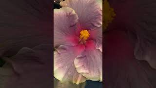 #гибискус #сортовыегибискусы #hibiscus #chi’sgardencoralsea