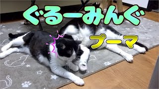 グルーミングプーマ【Cat video】【猫動画】ないぷーみぃ(NaiPuMii)　cute cat channel