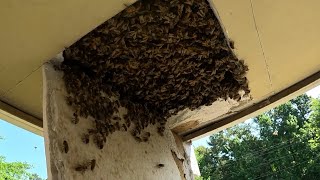 MASSIVE BEEHIVE Found In An Apartment        by YappyBeeman (TM)
