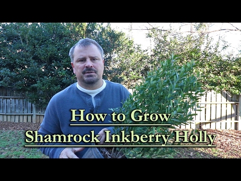 Videó: A tintabogyó növényekkel kapcsolatos információk – Hogyan ápoljuk az inkberry Holly cserjéket