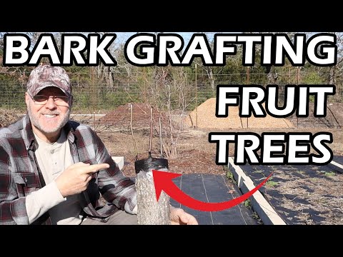 Bark grafting a pear tree also good for other fruit trees