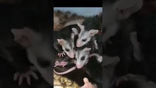 Opossum mothering ability