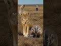 Animals that are secretly best friends… #fyp #animals