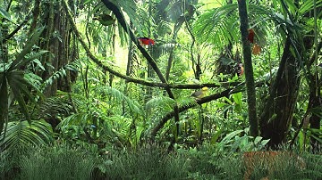 Wild Jungle Animated Wallpaper http://www.desktopanimated.com/