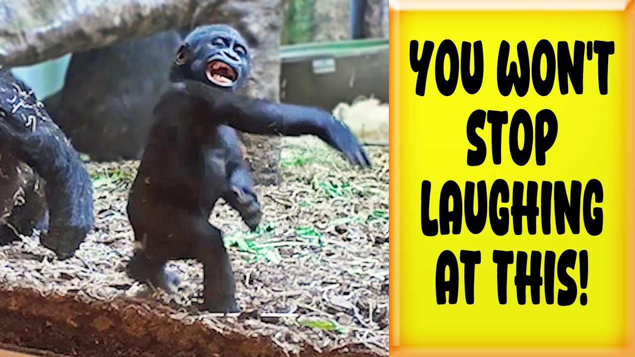 Funniest Baby Gorilla Bloopers Ever. You are sure to laugh out loud!