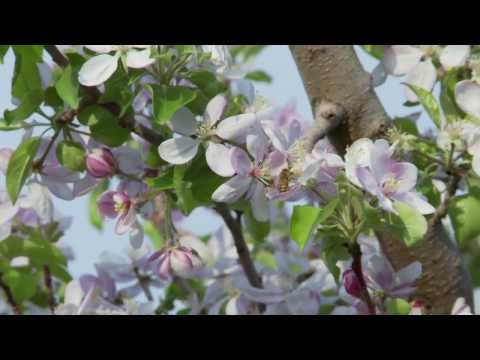 Video: Îngrijirea mărului Cameo - Aflați cum să creșteți mere Cameo acasă