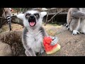 Leaping lemurs snack on juicy watermelon