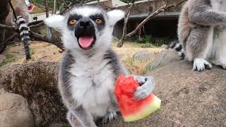 Leaping Lemurs Snack On Juicy Watermelon