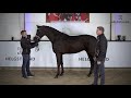 Iron by Asgard’s Ibiza / Hohenstein – stallion born 2017 (ENG)