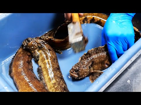 Chinese Street Food - OLD MAN FISH Qingdao Seafood China