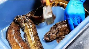 Chinese Street Food - OLD MAN FISH Qingdao Seafood China