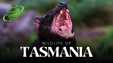 Top 20 Animals You Didn't Know Exist in Tasmania