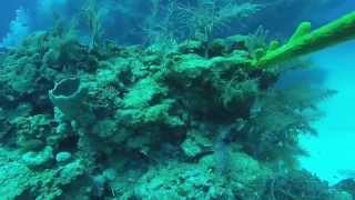 Belize Diving 2015