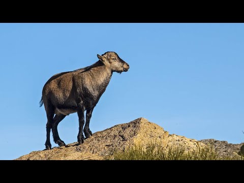 Un cazador graba por primera vez a un macho montés sin cuernos en Granada