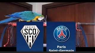 Angers vs PSG Prediction - Ligue 1 - Parrot Prediction