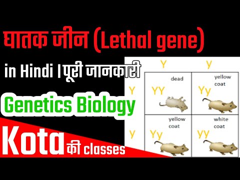 घातक जीन (Lethal Gene) in Hindi। Genetics। Biology। Hindi medium।SSC NTPC UPSC RPSC exam।KotaBiology