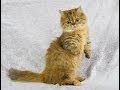 Animal Planet  : Cats 101 ~ Napoleon の動画、YouTube動画。