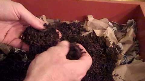 Worm Factory 360 - adding the worms